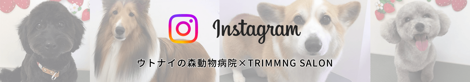 Instagram ウトナイの森動物病院×TRIMMNG SALON