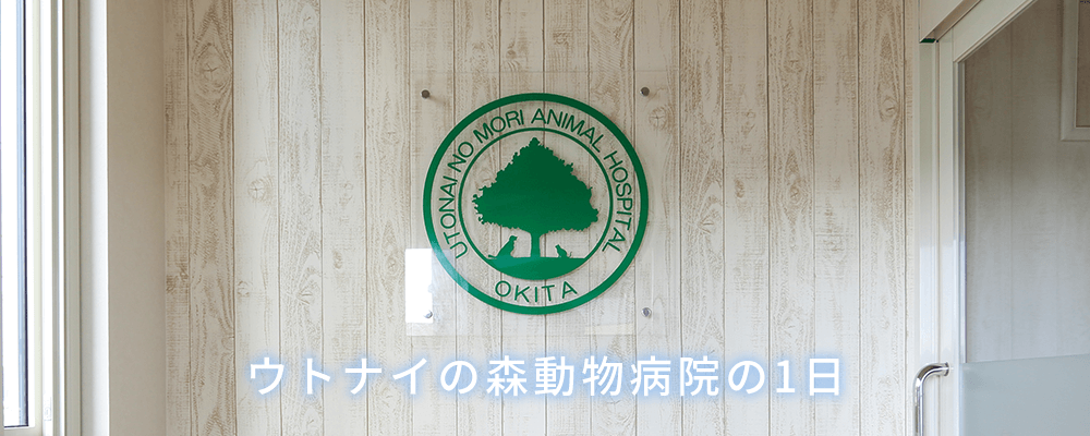 ウトナイの森動物病院の1日